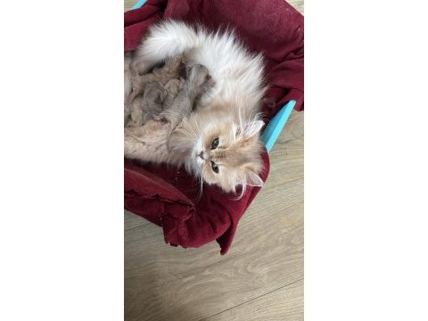 Safkan dişi british longhair kediler sahiplendirilecektir