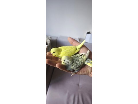 Yeni düşen bebek muhabbet kuşu yavrular