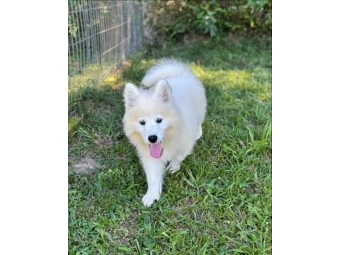 Irk garantili samoyed yavruları