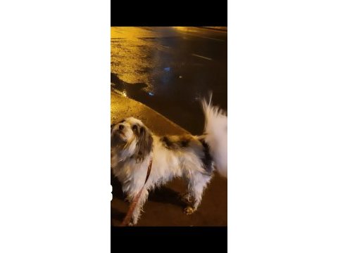 Ücretsiz 5 yaşında dişi terrier
