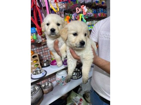 Bebek yüzlü golden retriever köpeklerimiz