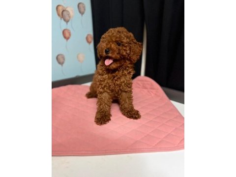 Poodle dişi erkek yavru