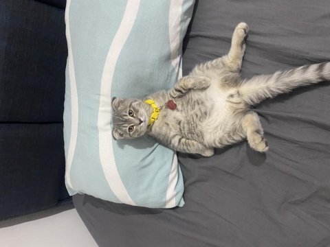 Silver scottish fold 3.5 aylık erkek