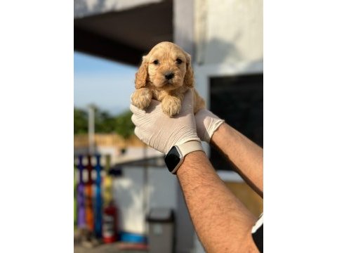 Maltipoo yavrularımızı canlı görerek alabilirsiniz