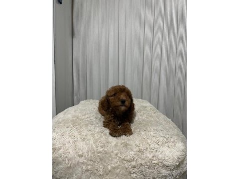 Mükemmel toy poodle yavrular yeni ailesini arıyor