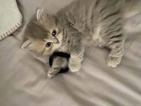 British longhair