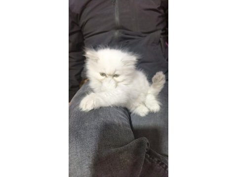 Dişi 2 aylık british longhair