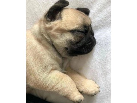 Pug mops bebekler 2 - 2.5 aylık ev üretimi