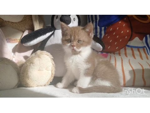 Cinnamon bicolor kedilerim yeni yuvalarını arıyorlar