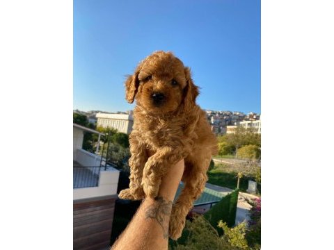 Toy poodle yavru köpekler