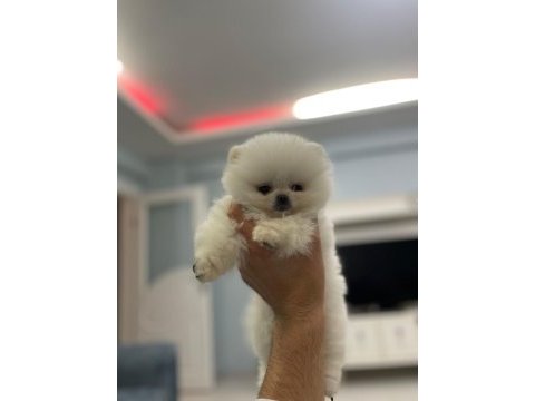 Pomeranian boo yavrum