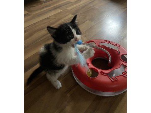 Oyun delisi minik tombik bebek kedimiz