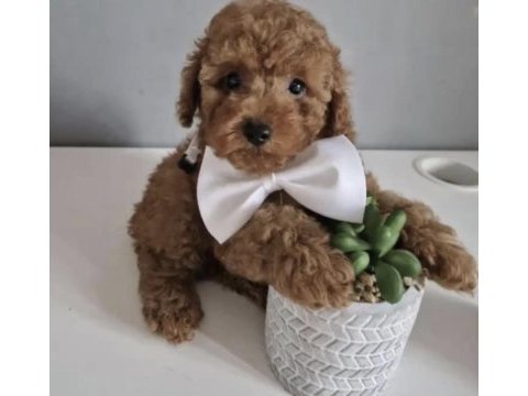 Toy poodle yavrusu