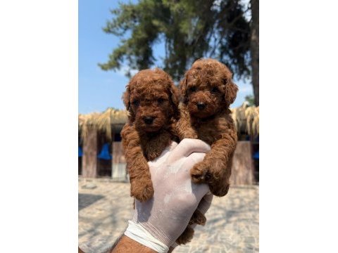 Toy poodle yavrularımız 