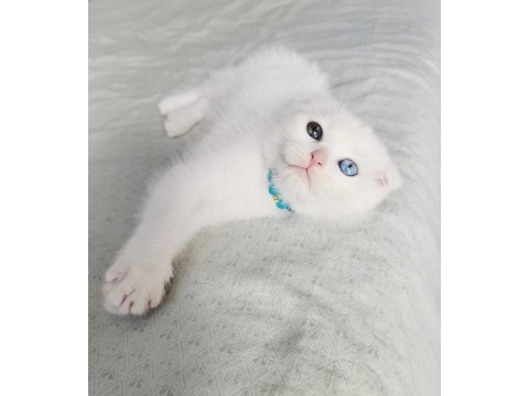Scottish fold oddeyes