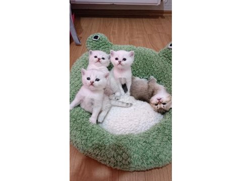 Seçereli babanın safkan yavruları