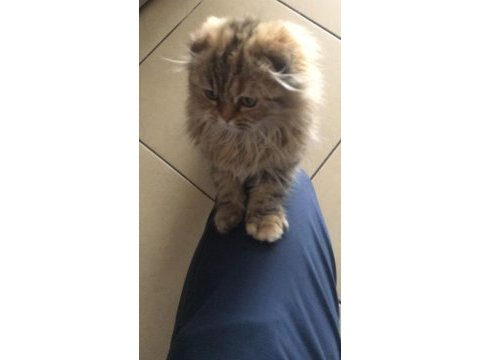 Scottish fold longhair yavrumuz yeni sahibini bekliyor