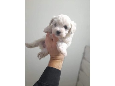 Kar beyaz maltese yavrular