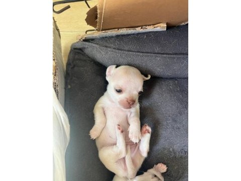 Orjinal şivava bebekler 30 günlük