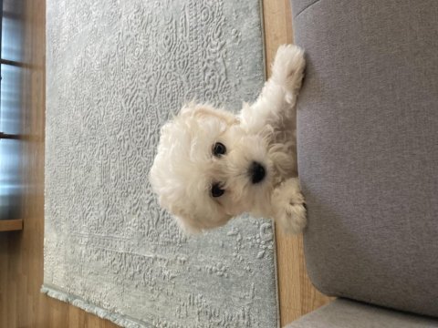 2.5 aylık maltese terrier