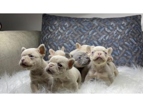 Renkli gözlü ev ortamında bakılan french bulldog yavrularım