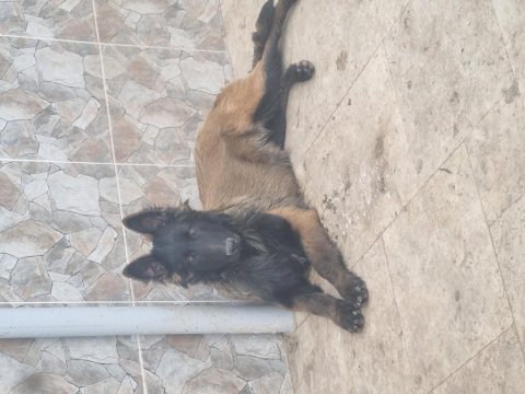 İyinin iyisini arayanlara malinois