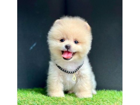 Safkan pomeranian boo bebekler