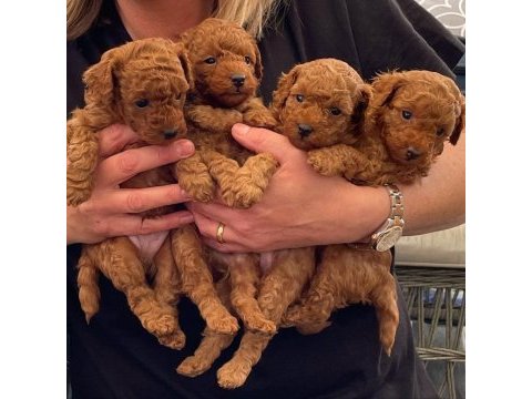 Antalya toy poodle yavruları