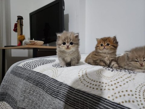 Yavru şecereli kediler