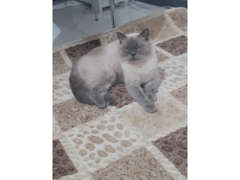 British shorthair kısır kedimiz için yuva arıyoruz