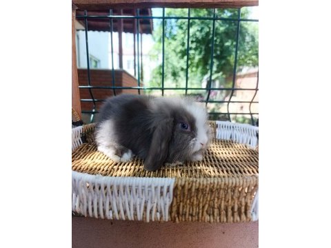 Hollanda teddy lop tavşanı yavrular
