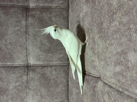 Albino erkek 1,5 yaşında sultan papağanı
