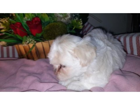 Shih tzu bebeklerimiz