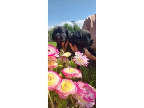 Siyah labrador yavrularım