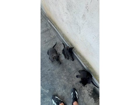 Irk ve sağlık garantili belçika kurdu bebekler