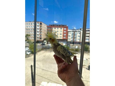 Ev üretimi sultan papağanı yavruları 5 & 3.5 aylık