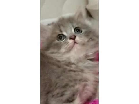 British longhair külkedisi prensesim