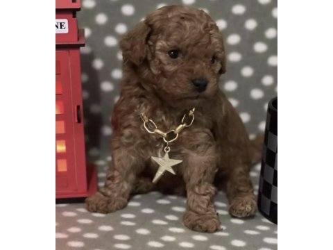 Toy poodle köpekler