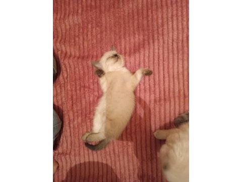Kedimiz maviş hanım yeni yuvasını arıyor