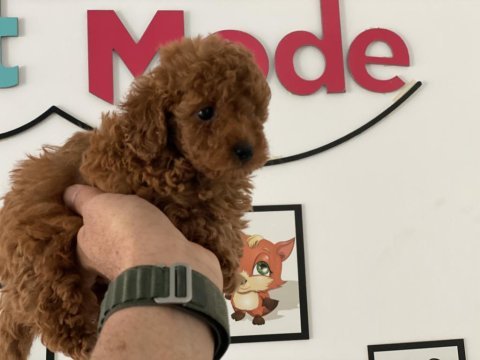 Redbrown toy poodle yavrularımız ziyarete açık
