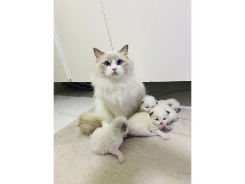 Ragdoll yavru kedilerimiz