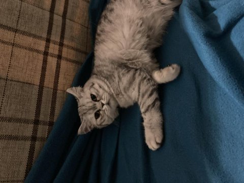 6,5 aylık scottish fold yavrumuz