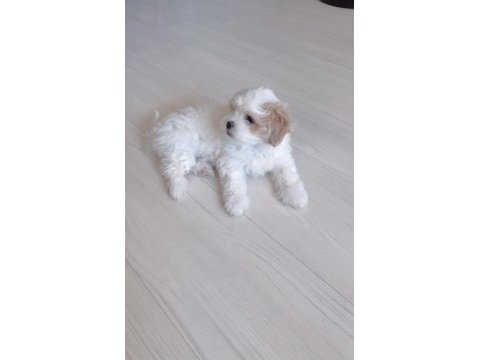 Acil sahiplendirme maltese terrier