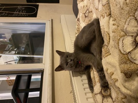 Chartreux kedim