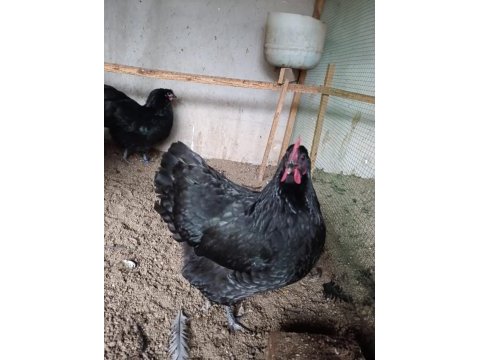 Black australop kuluçkalık yumurta & civciv