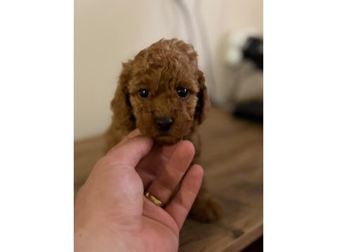 Tüy dökmeyen minicik toy poodle yavrular