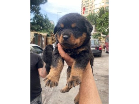 A secereli anne babadan rottweiler