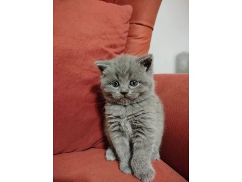 British shorthair yavruları