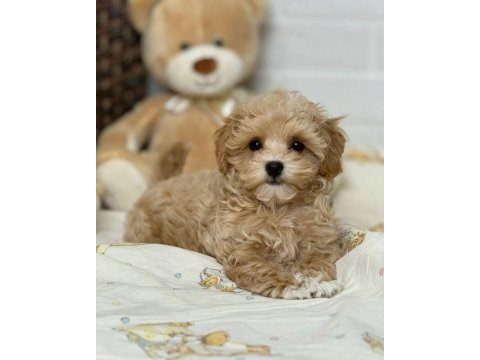 Teacup minik maltipoo yavruları