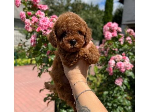 Kore poodle yavrularımız 0 boy ırk garantili bebeklerim
